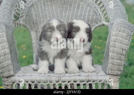 Two Bearded Collie puppies sitting on wicker chair outside Stock Photo