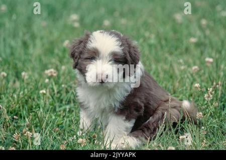 Bearded Collie puppy sitting in grass outside Stock Photo