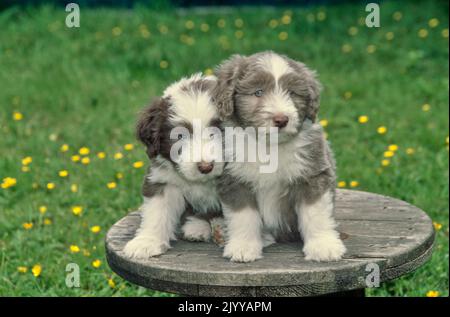 Two bearded collie puppies sitting on wooden rope spool outside in grass Stock Photo