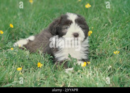 Bearded Collie puppy sitting in grass outside with yellow flowers Stock Photo