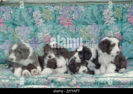 Group of bearded collie puppies sitting on floral outdoor sofa Stock Photo