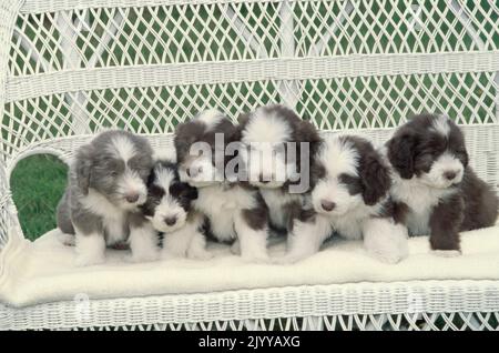 Group of bearded collie puppies sitting on white wicker sofa Stock Photo