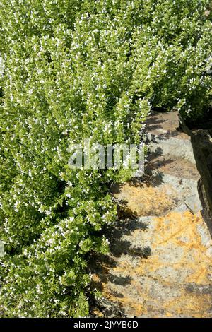 Lemon Winter Savory, Mountain Savory, Satureja montana, Garden, Savory, Satureja montana Citriodora Herbal, Plant herb Rock garden Stock Photo