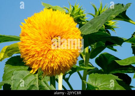 Helianthus 'Teddy Bear', Flower, Helianthus annuus 'Teddy Bear' Single, Bloom, Garden sunflower Stock Photo