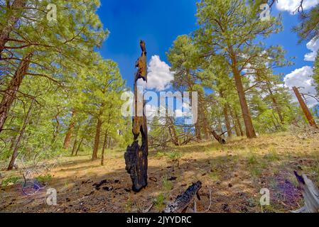 The remains of a burned out tree that had been struck by lightning at Grand Canyon Arizona along the western Buggeln Hill Trail. Stock Photo