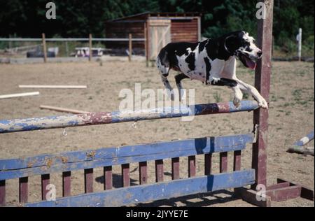 Great Dane jumping over hurdle with mouth open Stock Photo