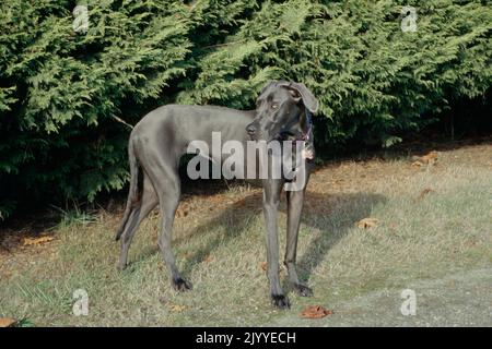 Great Dane in front of tree looking to the right over shoulder casting shadow Stock Photo