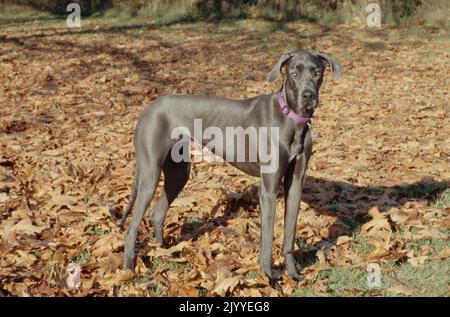 Great Dane in pink collar standing in leaves looking right casting shadow Stock Photo