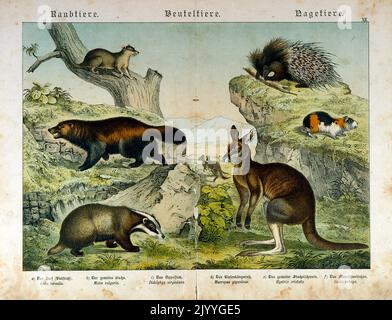 Coloured Illustration depicting different types of marsupials (badger, kangaroo, etc). Stock Photo