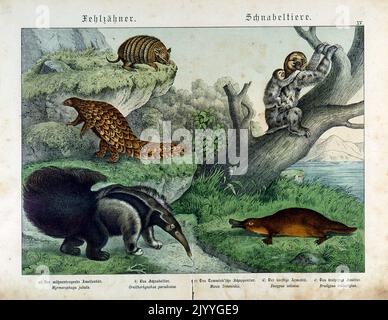 Coloured Illustration depicting duck bills and ant-eaters. Stock Photo