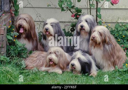 Bearded Collies in grass Stock Photo