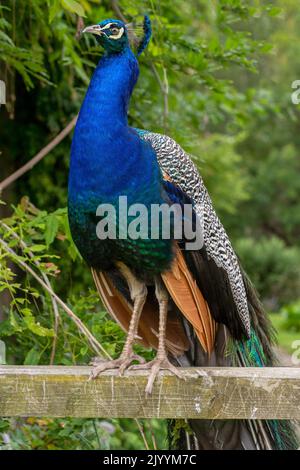 Front view of a peacock perching on a wooden fence with a green garden behind Stock Photo