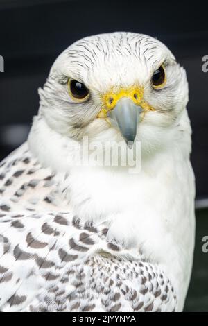 White head falcon Stock Photo - Alamy