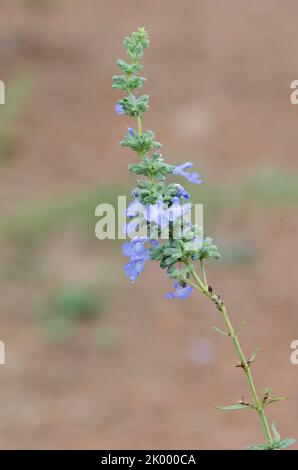 Azure Blue Sage, Salvia azurea Stock Photo