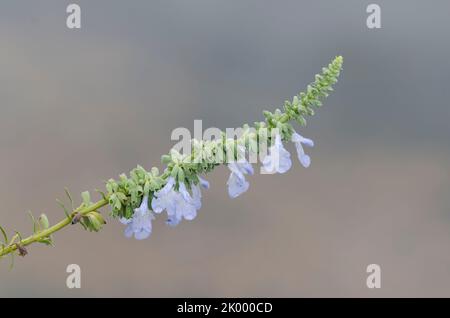 Azure Blue Sage, Salvia azurea Stock Photo