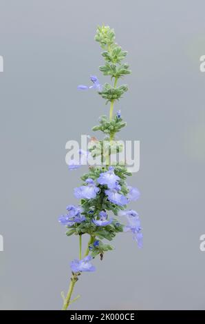 Azure Blue Sage, Salvia azurea Stock Photo