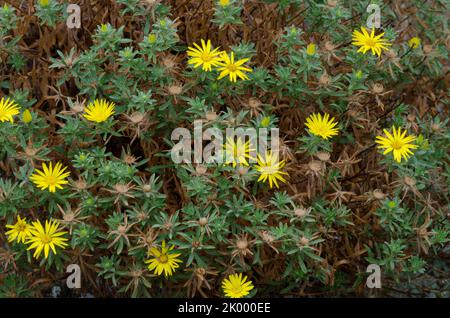 Stiffleaf False Goldenaster, Heterotheca stenophylla