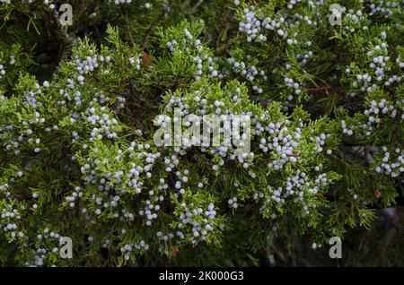 Eastern Red Cedar, Juniperus virginiana, fruit Stock Photo