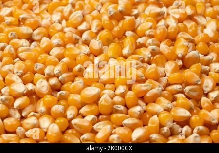 Dried corn kernels throughout the screen. Corn for popcorn. Stock Photo