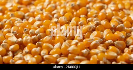 Dried corn kernels throughout the screen. Corn for popcorn. Stock Photo
