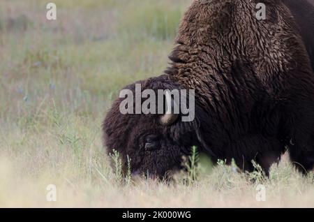 American Bison, Bison bison, bull foraging Stock Photo