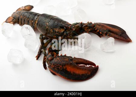 Fresh live lobster and ice cubes isolated on white background concept for expensive seafood menu, marine crustacean species and delicious healthy meal Stock Photo