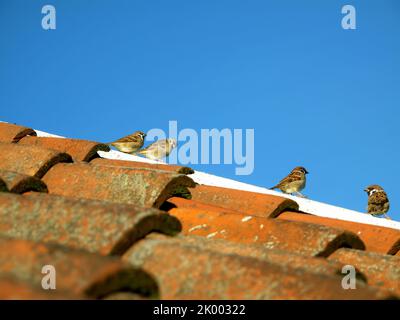 Hungry garden sparrows. A photo of sparrows sitting on the roof(Denmark). Stock Photo