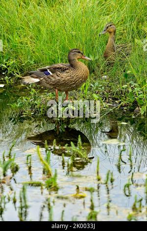 A pair of female mallard ducks 'Anas platyrhynchos',  resting in the tall marsh grass at the edge of a calm pond of water. Stock Photo