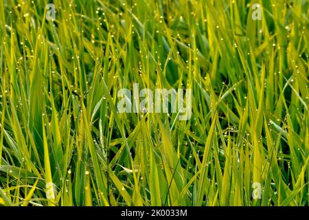 Marsh grass kissed with an early morning dew in rural Alberta Canada. Stock Photo