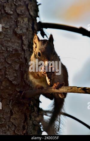 A red squirrel  Tamiasciurus hudsonicus; feeding on spruce cones sits on a tree branch in his forest habitat in rural Alberta Canada Stock Photo