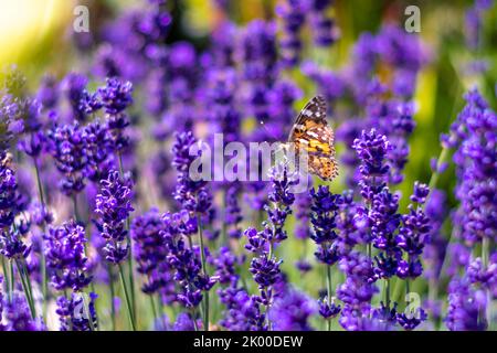 Orange butterfly (Vanessa Cardui) and bee on the lavender flower. Purple aromathic blossom with insect animals. Summer weather, vibrant colors. Ecolog Stock Photo