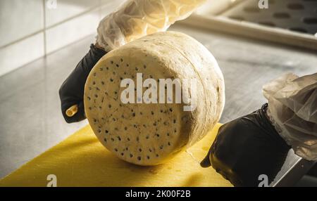 A farmer in black gloves cuts a head of spicy gorgonzola cheese with blue mold with a slicer into pieces. Stock Photo