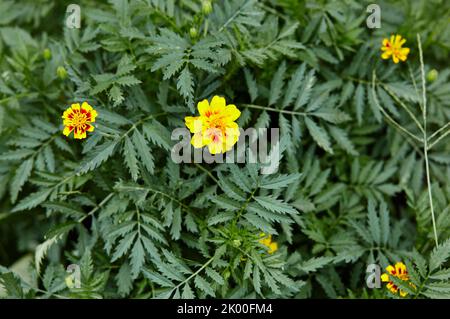 Tagetes patula french marigold yellow orange flowers. Close up beautiful Marigold flower and leaf (Tagetes erecta, Mexican, Aztec or French marigold) Stock Photo