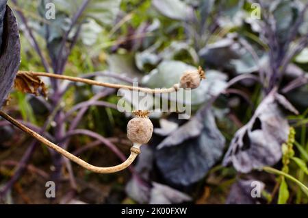 Poppy seed heads in summer with a shallow depth of field. Dry poppy capsules at nature, closeup Stock Photo