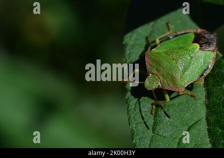 Green shield bug macro capture Stock Photo