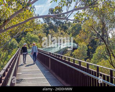 Two women walking among the eucalypt treetops on the 52-metre glass-and-steel elevated bridge in Kings Park in Perth, Western Australia. Stock Photo