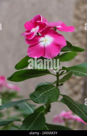 Branches Pink flower Vinca Alchetron Stock Photo