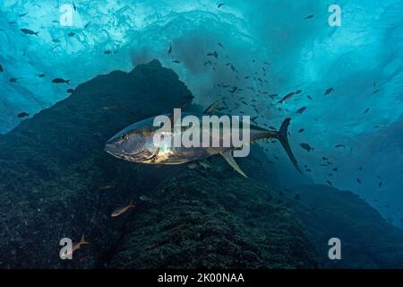 Yelowfin tuna (Thunnus albacarens) swimming close to an underwater mountain at Roca Partida Stock Photo