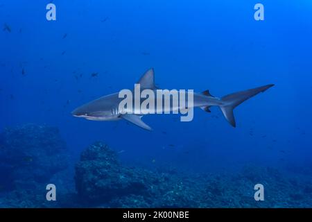 Galapagos shark (Carcharhinus galapagensis) swimming in the blue Stock Photo