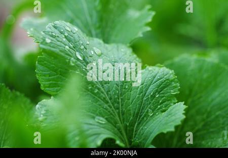 Close-up view of the wet vegetable leaf Stock Photo