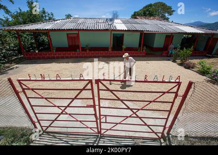 Colombia, coffee area south of Medellin, a farmer near village Aguadas is drying coffee beans in the sun in front of his farm or finca. Stock Photo