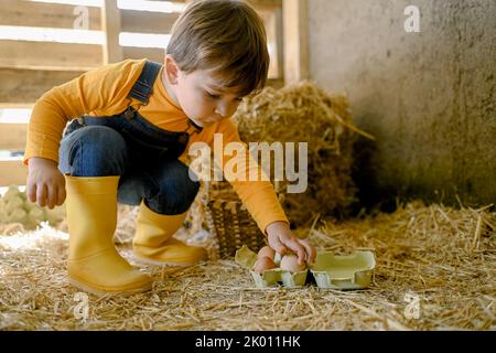 Little farmer putting eggs into box in hay shed Stock Photo