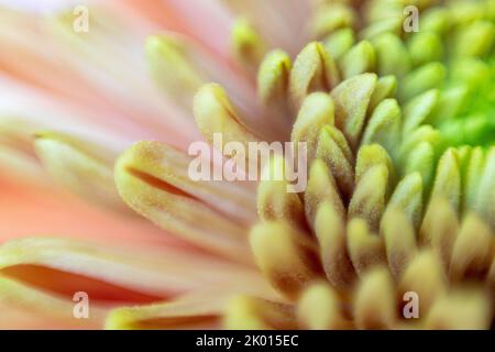 Close-up of the petals of a green yellow dahlia Stock Photo
