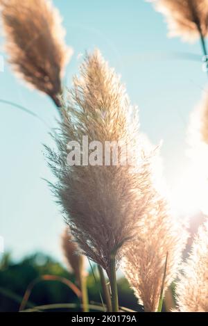 Pampas grass in sunlight against blue sky. Selective focus. Stock Photo