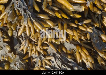 Channelled wrack (Pelvetia canaliculata) St. Brides Haven, Pembrokshire, Wales, UK, Europe Stock Photo