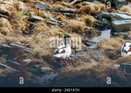 Common Shelduck couple walking in the grass. Stock Photo