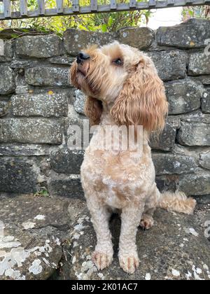 Cockerpoo, mixed breed cross, Apricot colouring, fur. UK Stock Photo