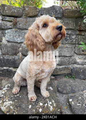 Cockerpoo, mixed breed cross, Apricot colouring, fur. UK Stock Photo