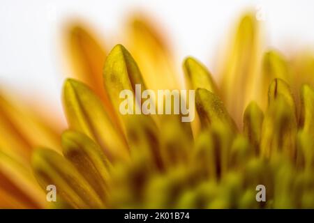 Close-up of yellow Dahlia petals Stock Photo