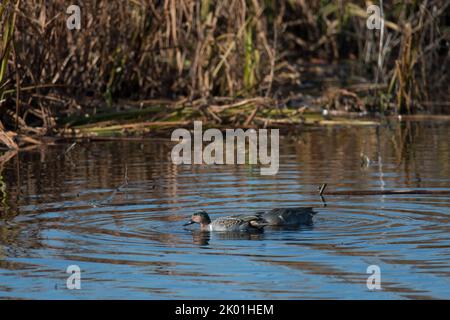 Green Winged Teal ducks on the pond at Montezuma National Wildlife Refuge Stock Photo